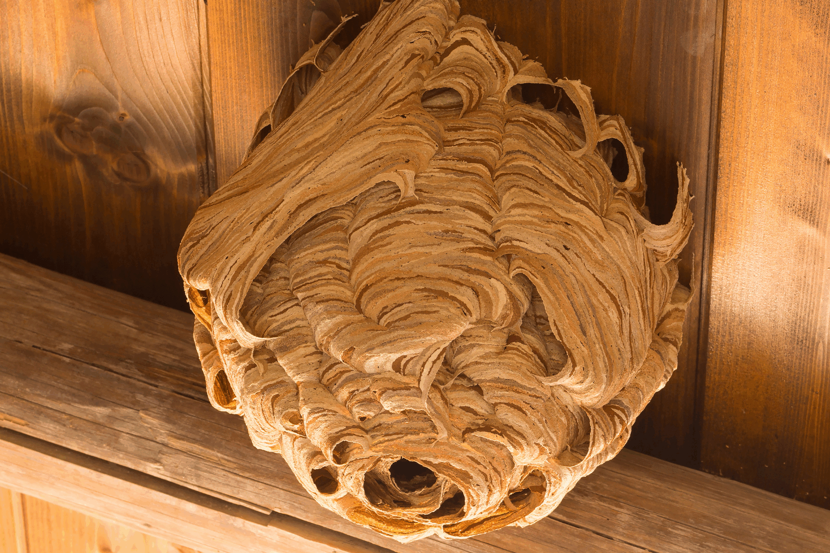 Unlike bee hives, wasp nests are on the smaller side