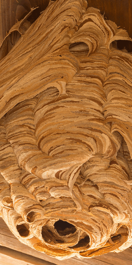 Unlike bee hives, wasp nests are on the smaller side