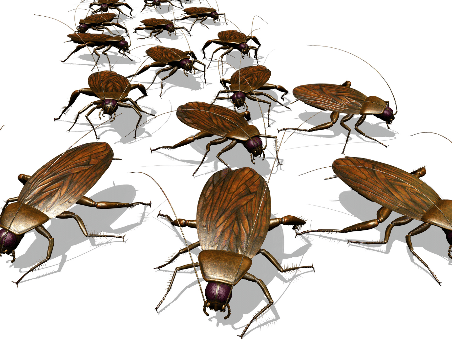 Cockroaches are some of the most common household pests