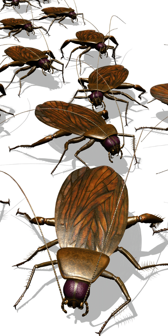 Cockroaches are some of the most common household pests