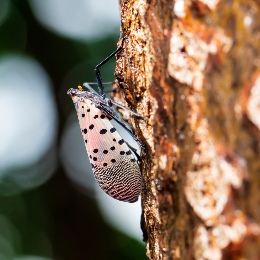 Spotted lanternflies are extremely harmful to agriculture and the environment