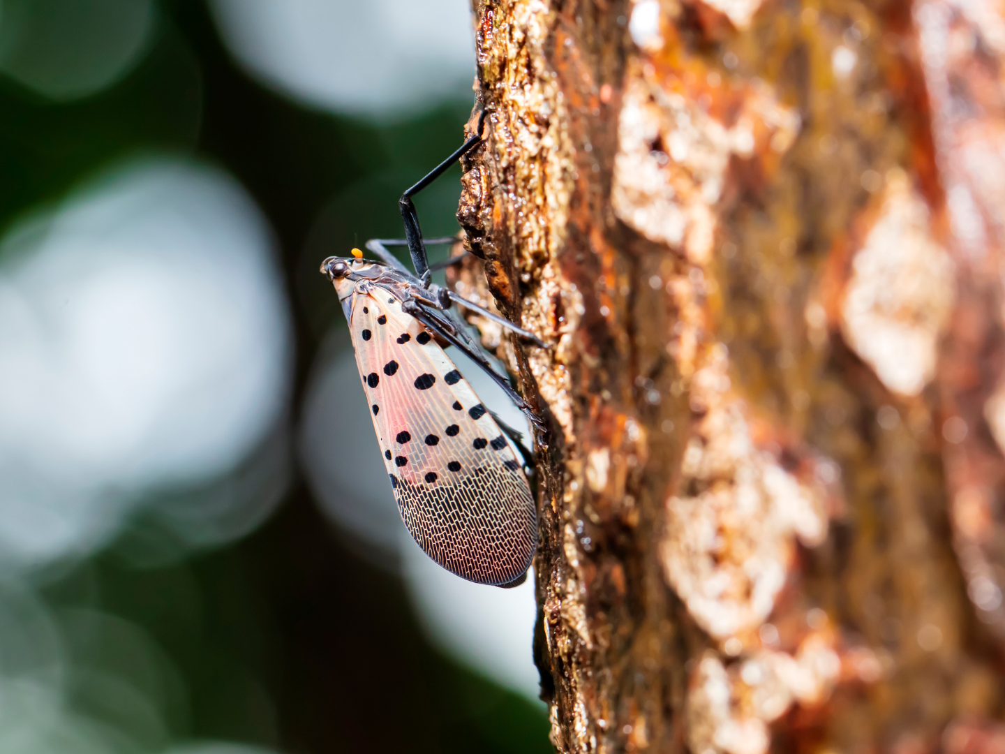Spotted lanternflies are extremely harmful to agriculture and the environment