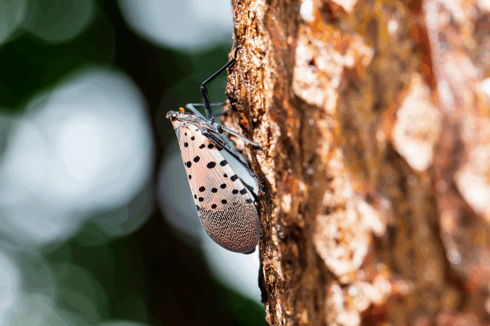 Spotted lanternflies are extremely harmful to agriculture and the environment