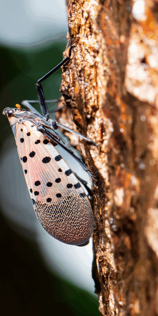 Spotted lanternflies are extremely harmful to agriculture and the environment