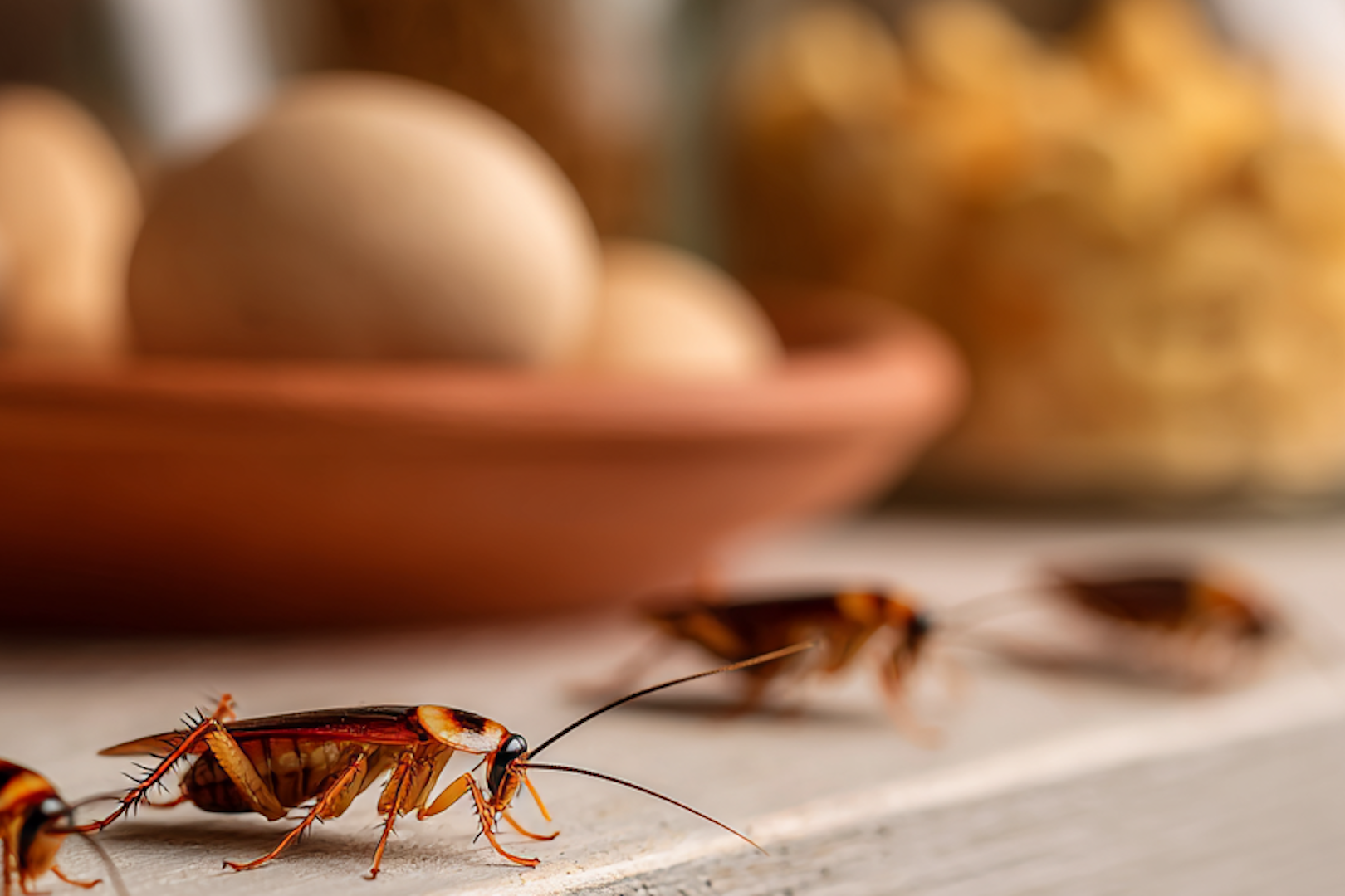 9 Methods to Keep Roaches Away in PA and NJ