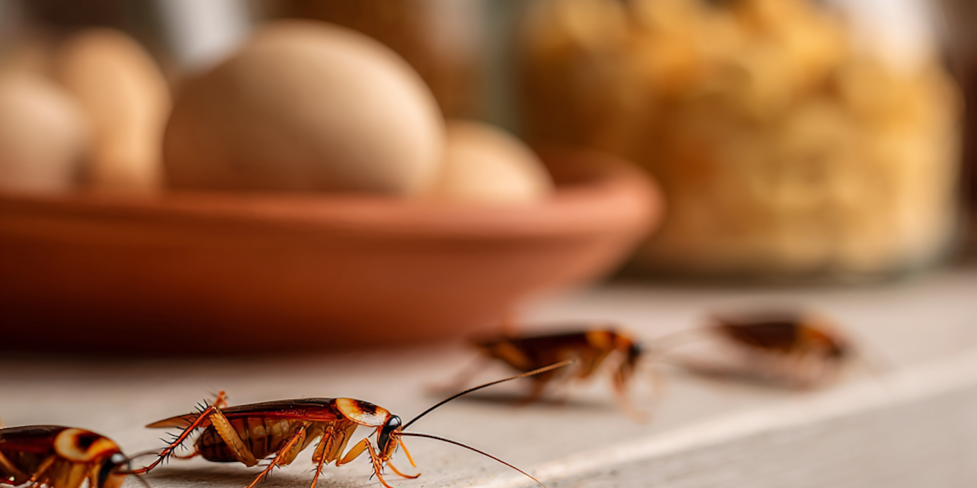 9 Methods to Keep Roaches Away in PA and NJ