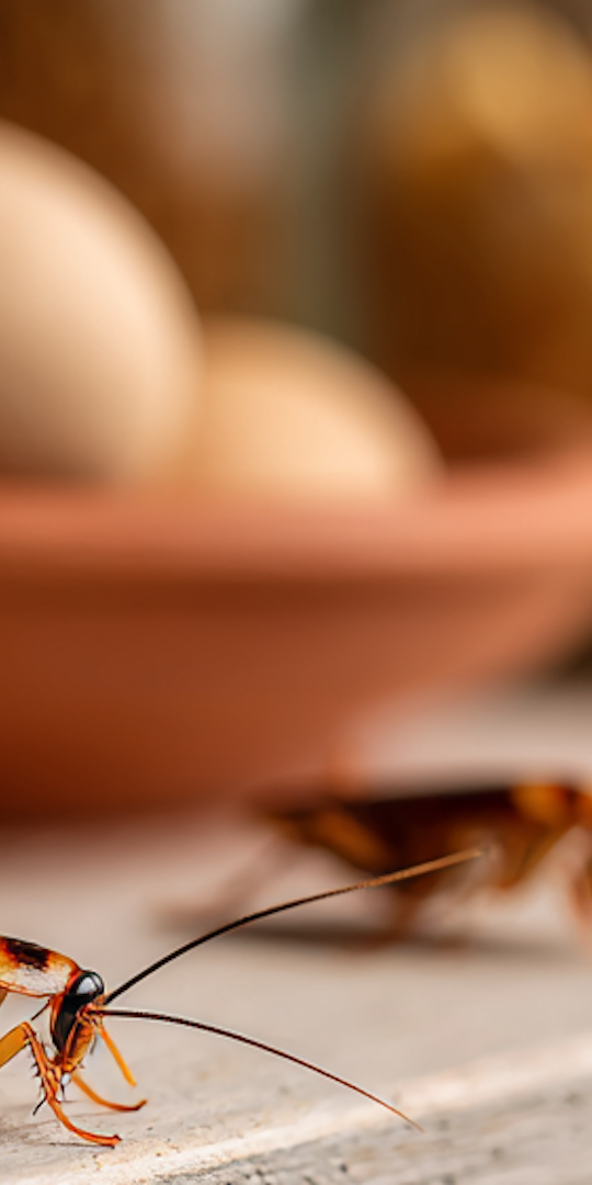 9 Methods to Keep Roaches Away in PA and NJ