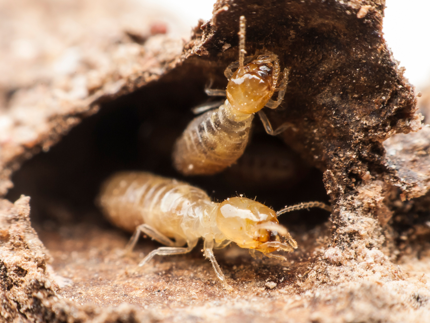 Termite swarmers are winged adult termites whose primary purpose is to mate with other termites