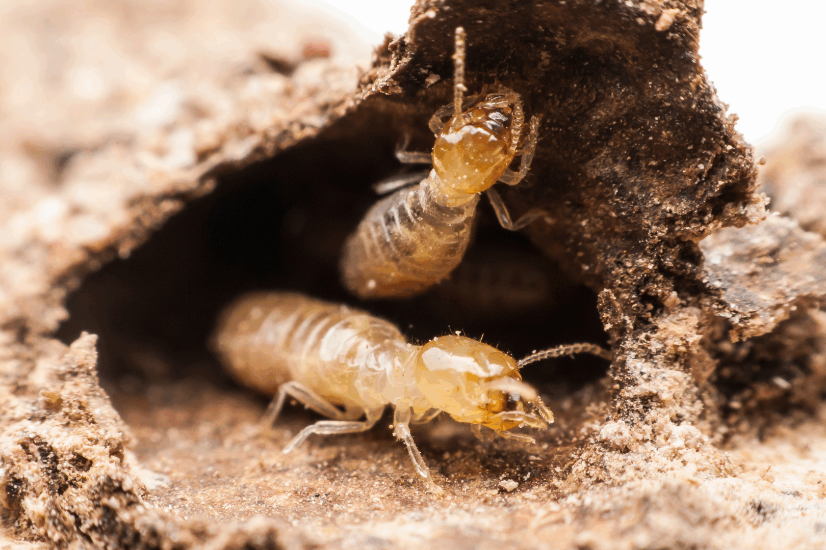 Termite swarmers are winged adult termites whose primary purpose is to mate with other termites