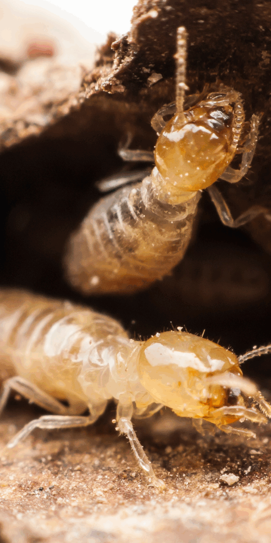 Termite swarmers are winged adult termites whose primary purpose is to mate with other termites