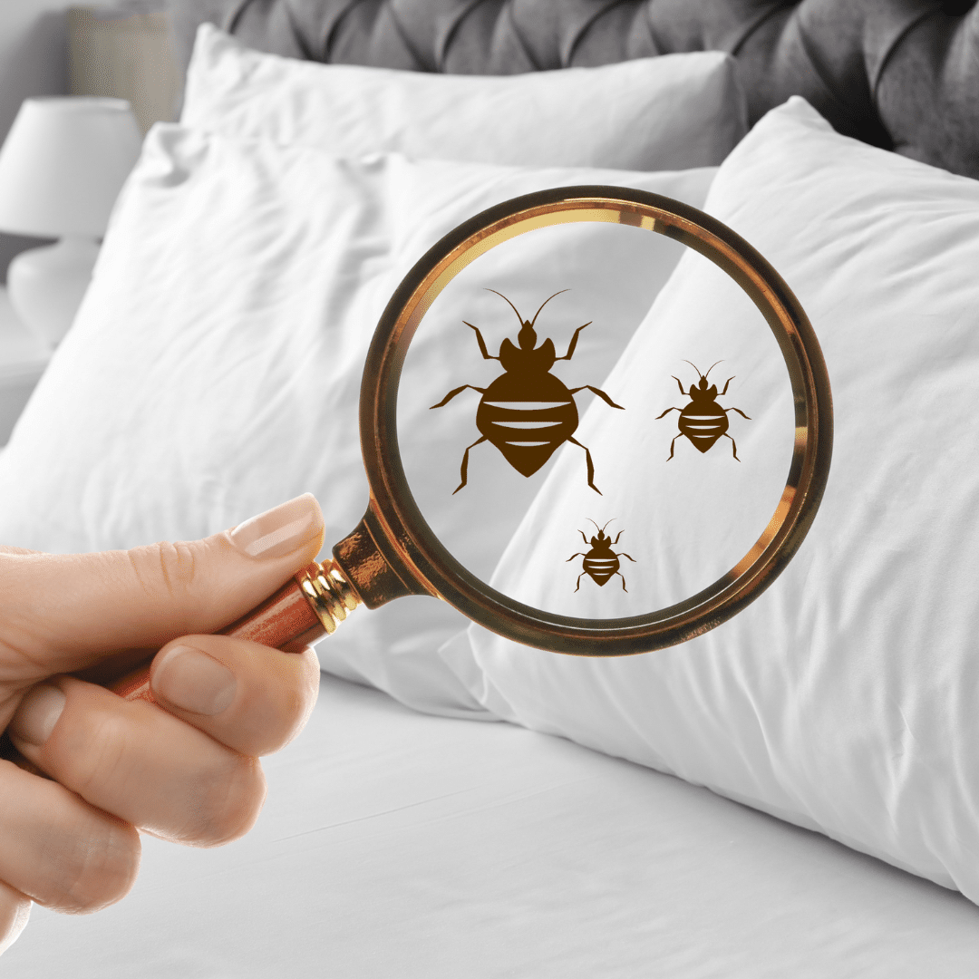 Bed bugs are the ultimate hide-and-seek champions