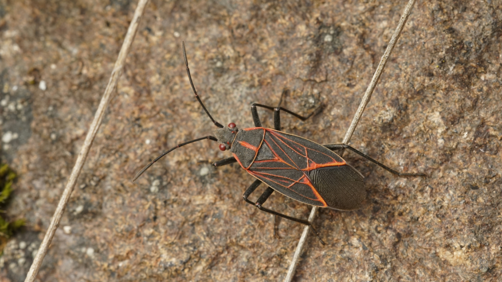 What Are Boxelder Bugs and How to Get Rid of Them Fast The Pest Rangers