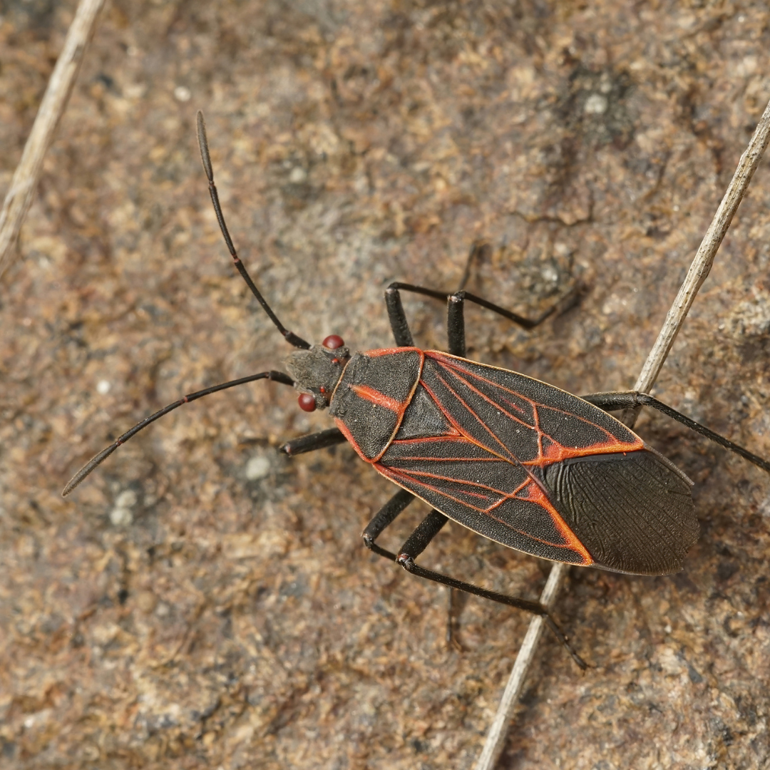 Boxelder bugs are attracted to the heat retained by buildings