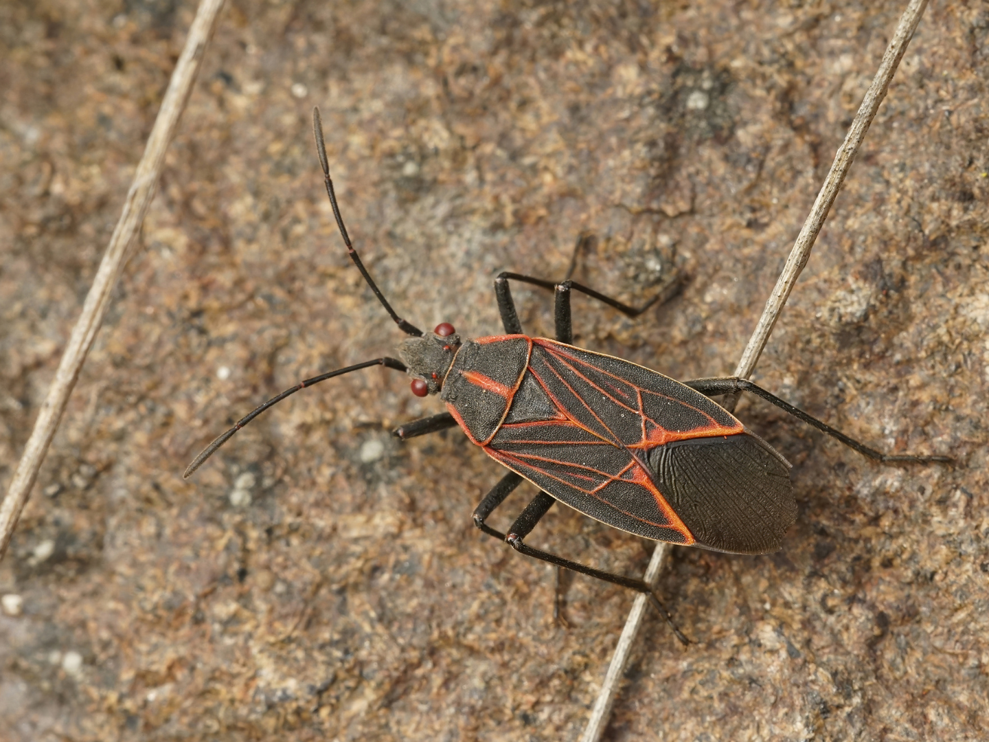 Boxelder bugs are attracted to the heat retained by buildings