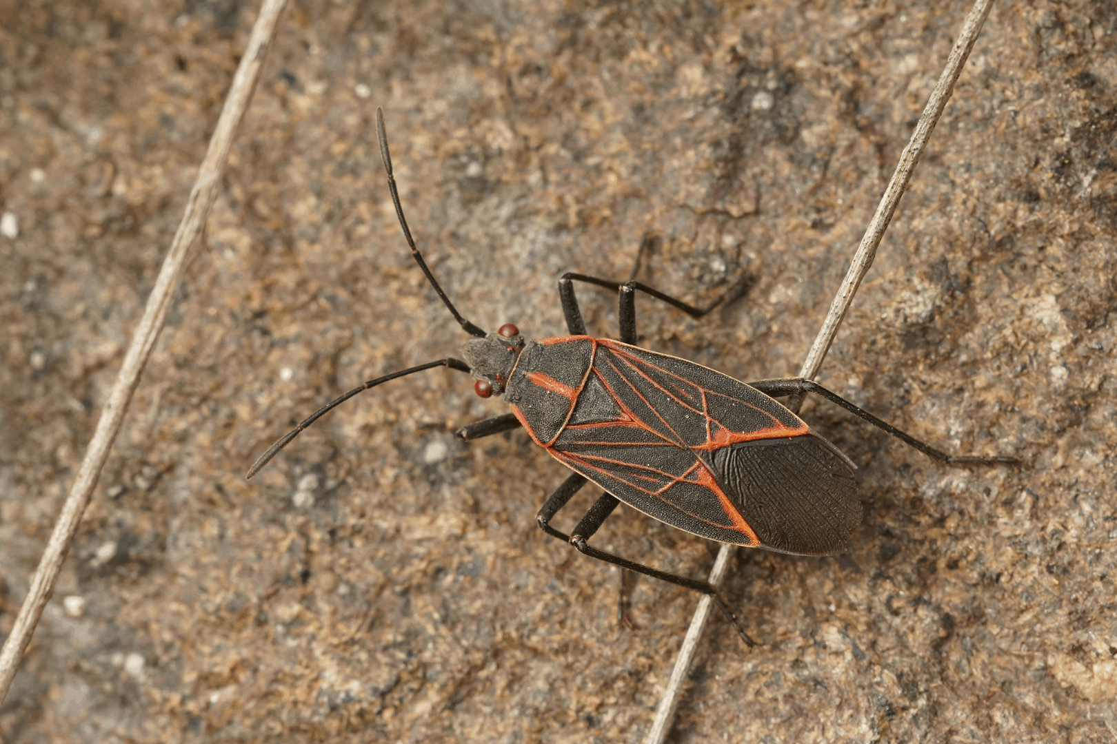 Boxelder bugs are attracted to the heat retained by buildings