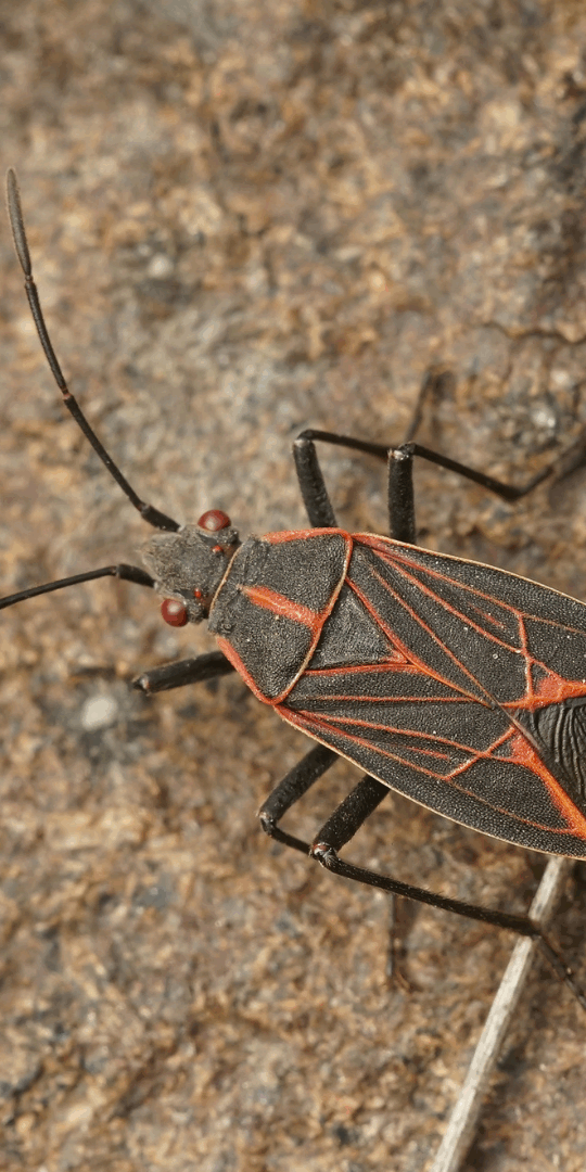 Boxelder bugs are attracted to the heat retained by buildings