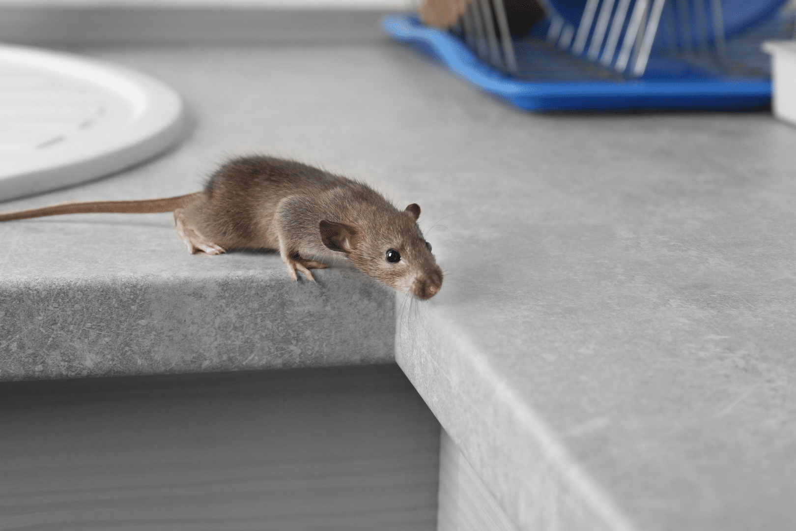 rodents can carry disease without appearing sick