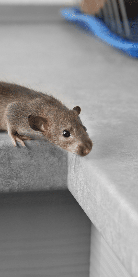 rodents can carry disease without appearing sick