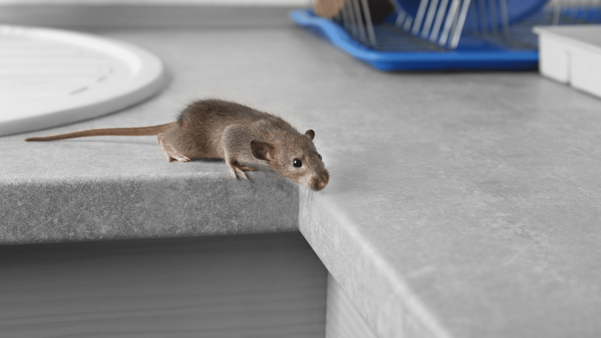 rodents can carry disease without appearing sick