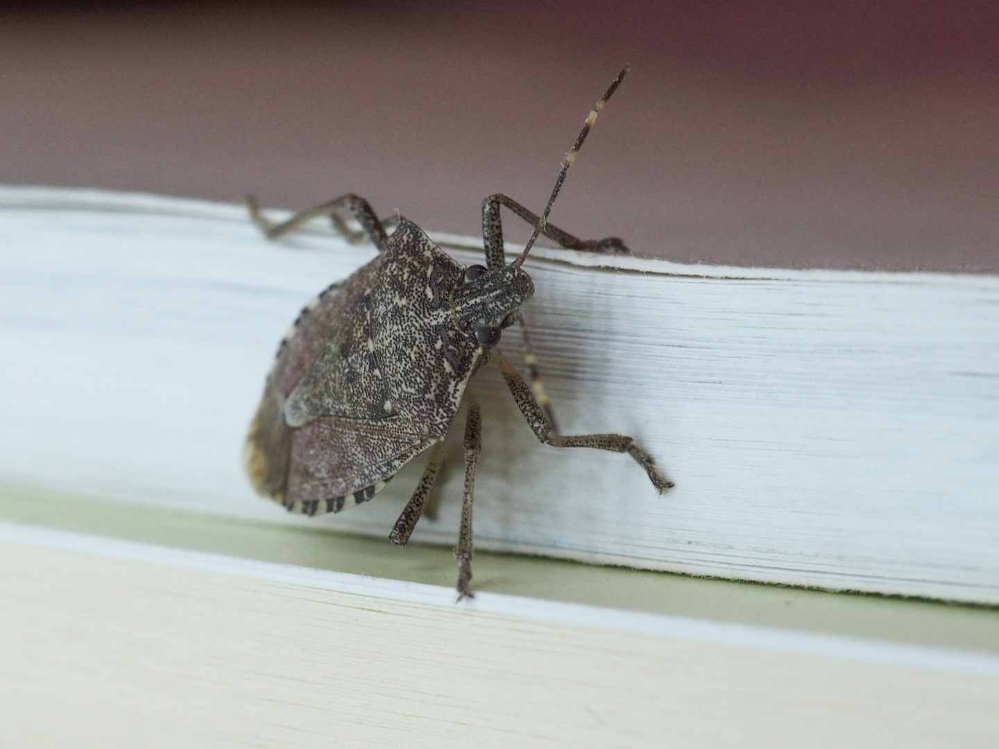 stink bugs can be a major nuisance