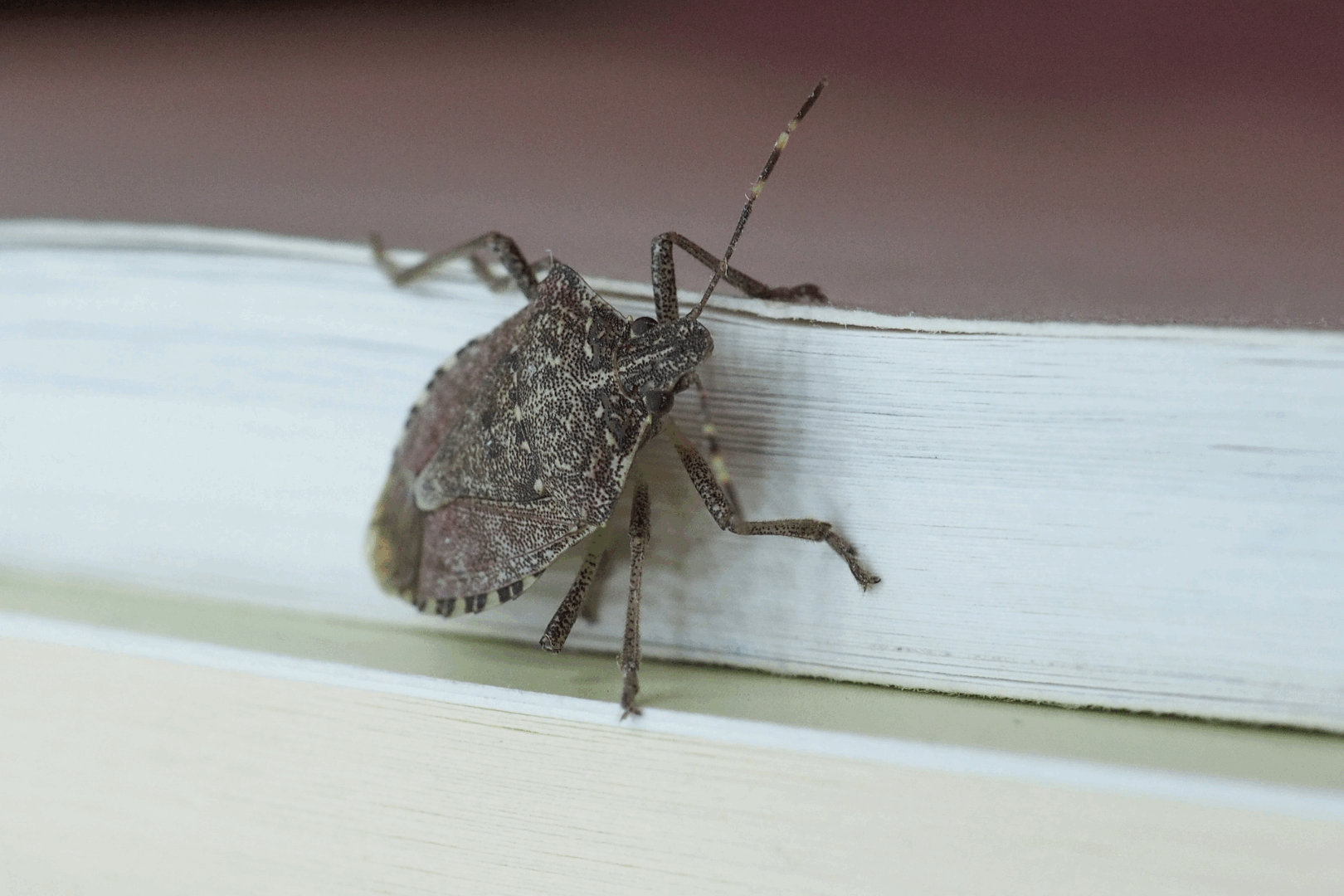 stink bugs can be a major nuisance