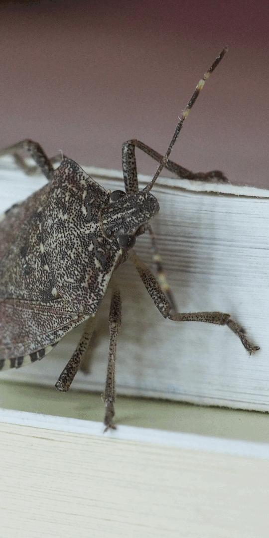 stink bugs can be a major nuisance