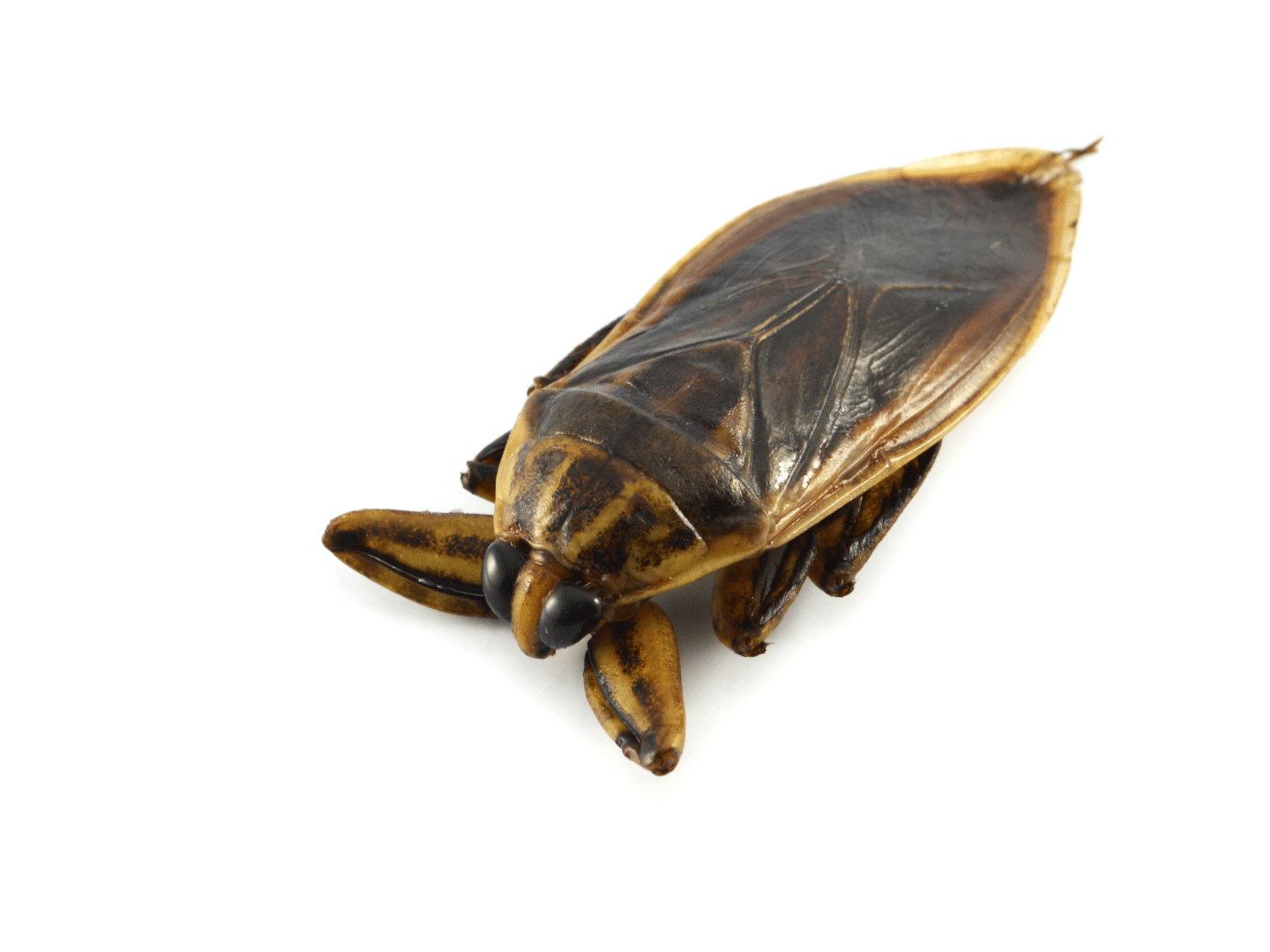 Preventing water bugs and Oriental cockroaches requires a combination of sanitation practices