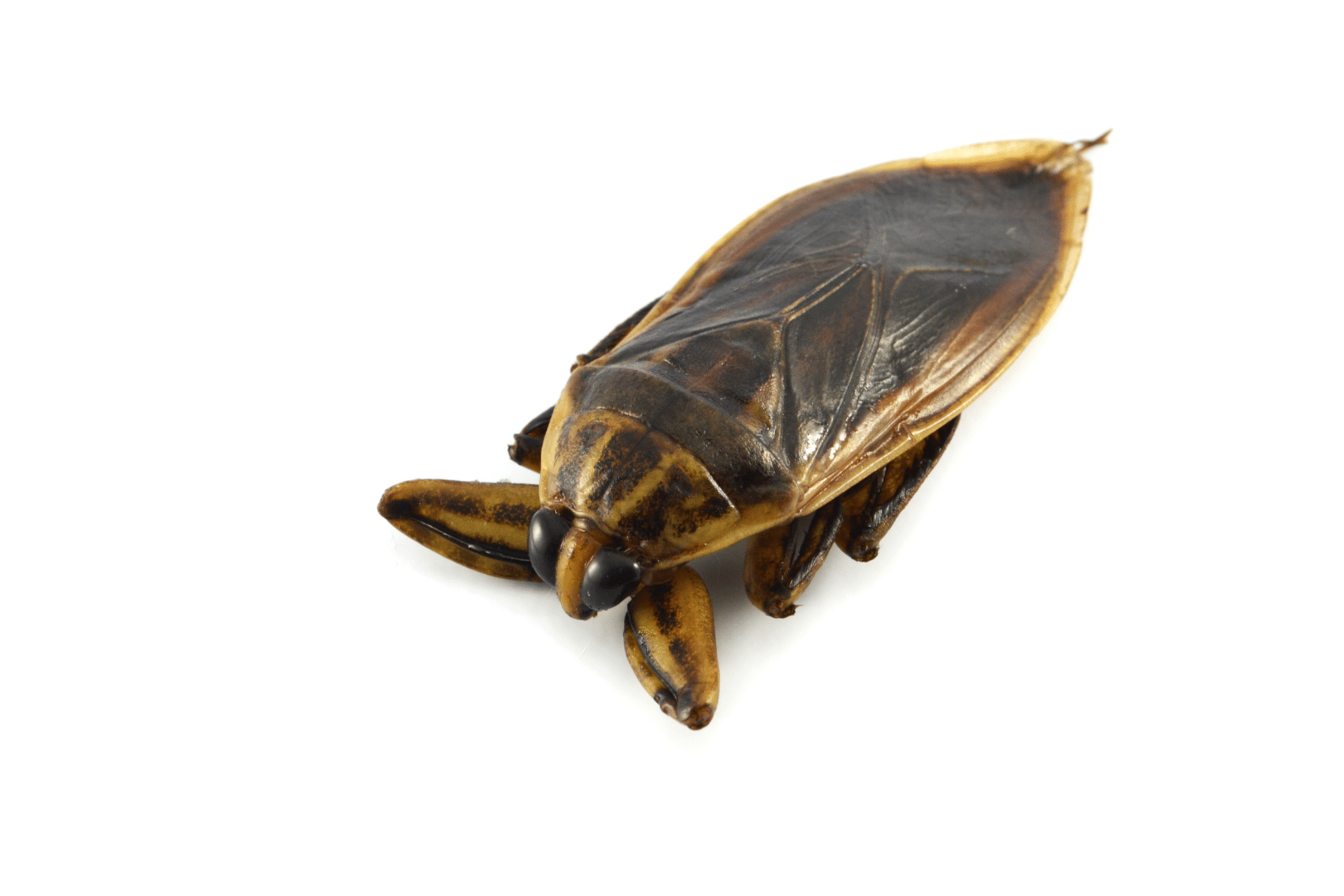 Preventing water bugs and Oriental cockroaches requires a combination of sanitation practices