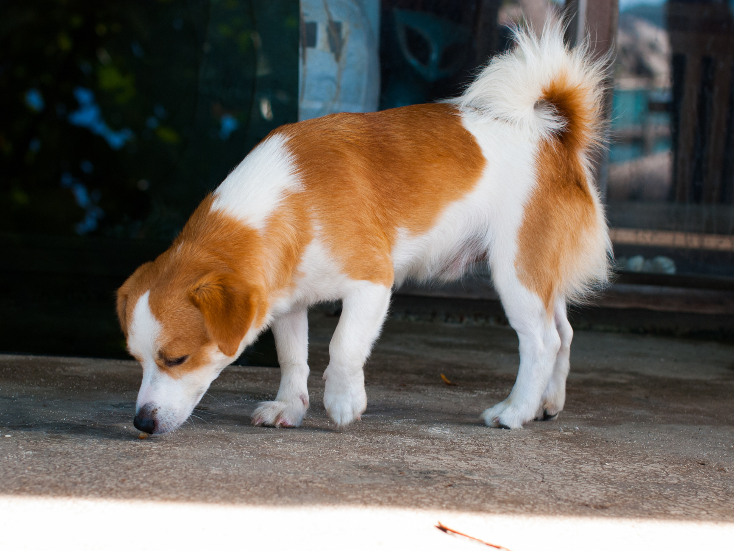 Canine bed bug inspections work similarly to regular inspections