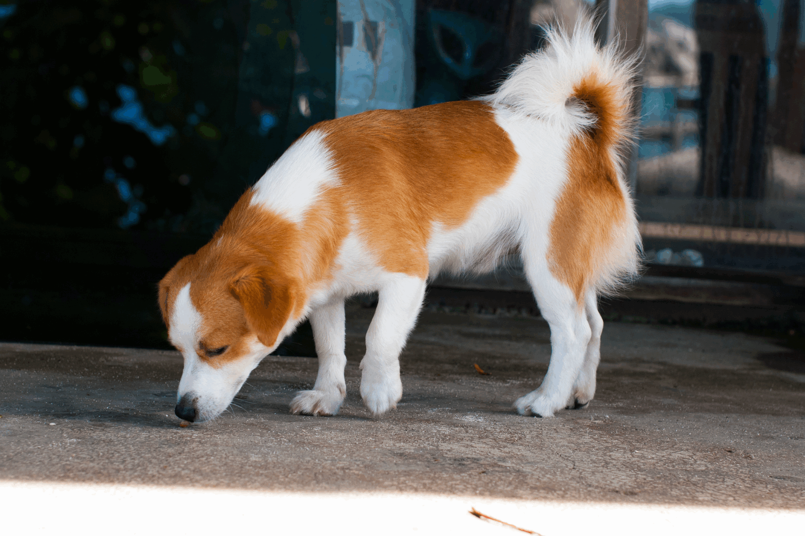 Canine bed bug inspections work similarly to regular inspections