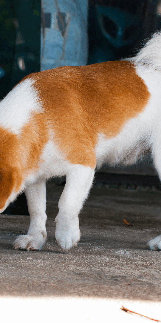Canine bed bug inspections work similarly to regular inspections