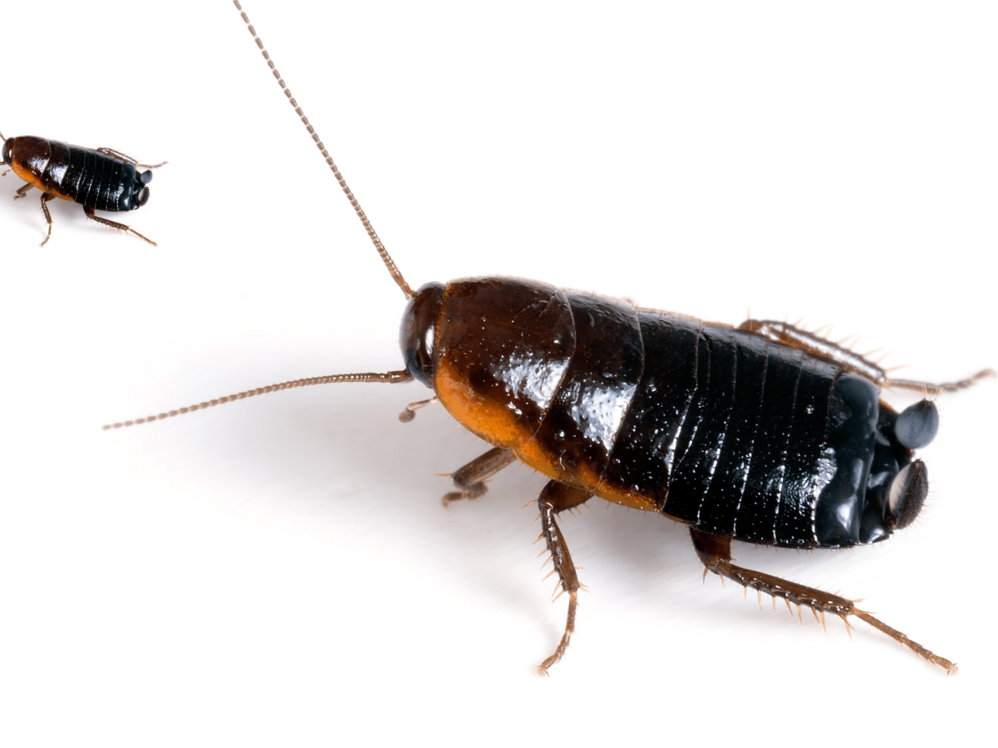 Oriental cockroaches are a shiny black species of cockroach that primarily dwells outdoors.