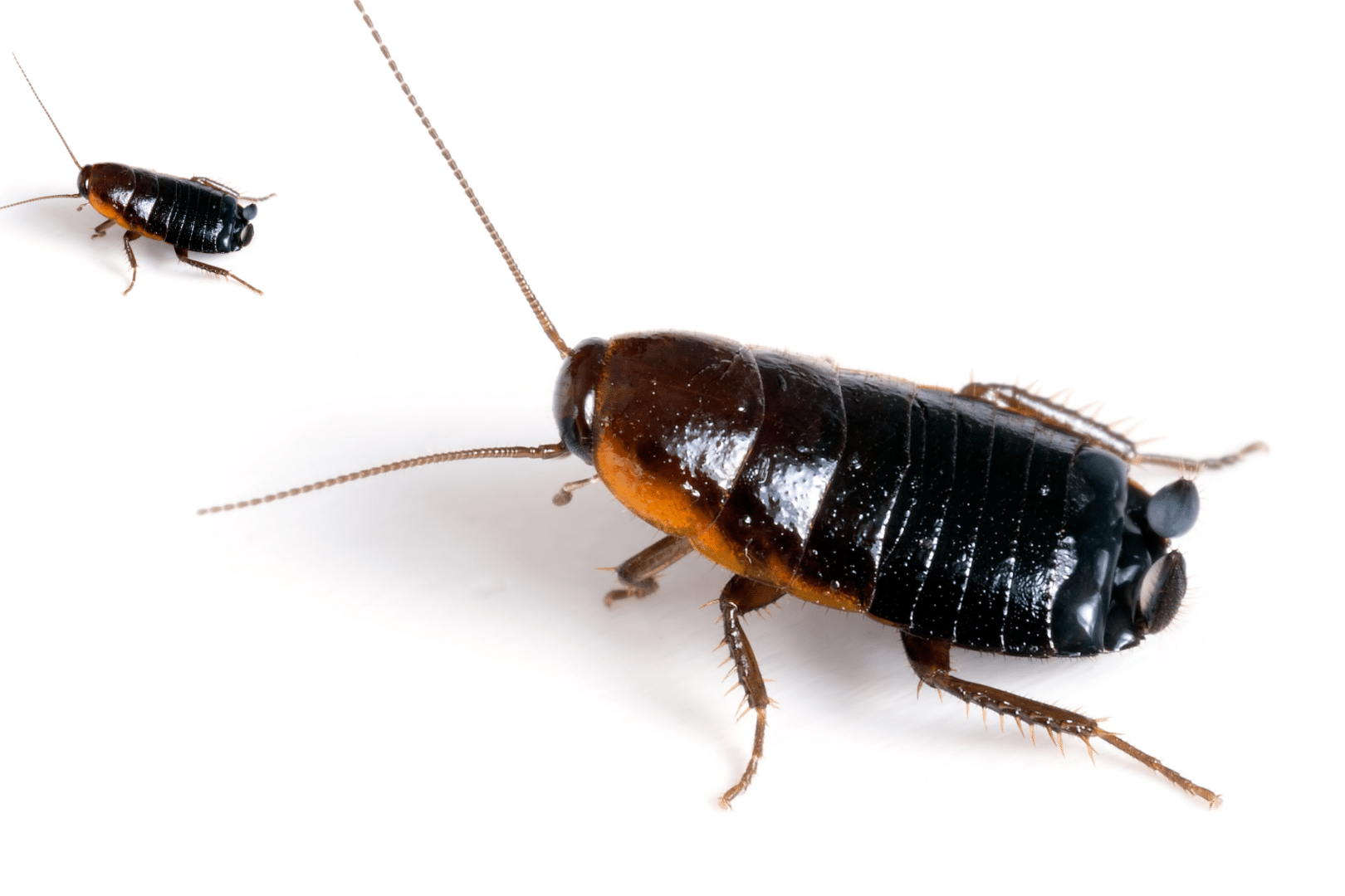 Oriental cockroaches are a shiny black species of cockroach that primarily dwells outdoors.