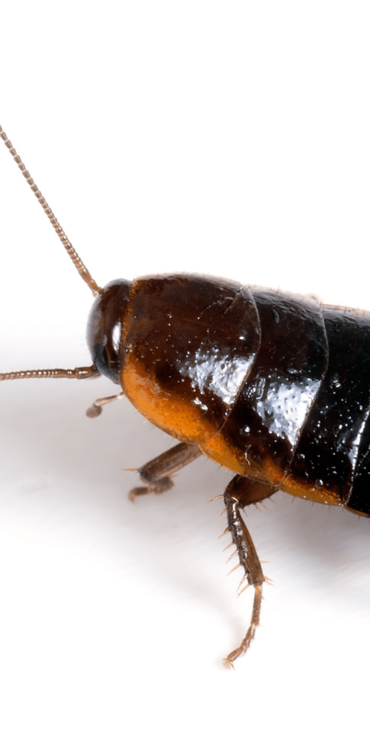 Oriental cockroaches are a shiny black species of cockroach that primarily dwells outdoors.