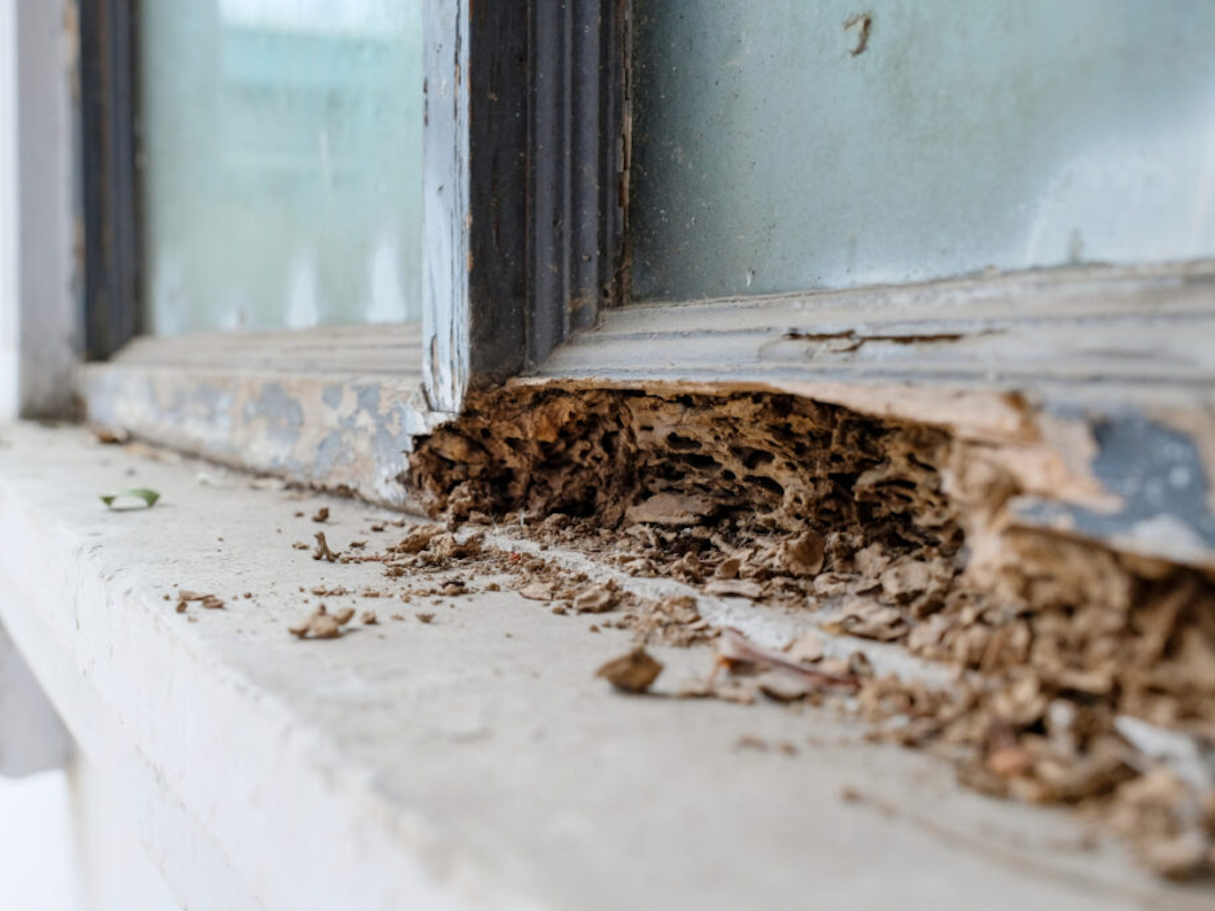 Termites often make clicking sounds when chewing through wood