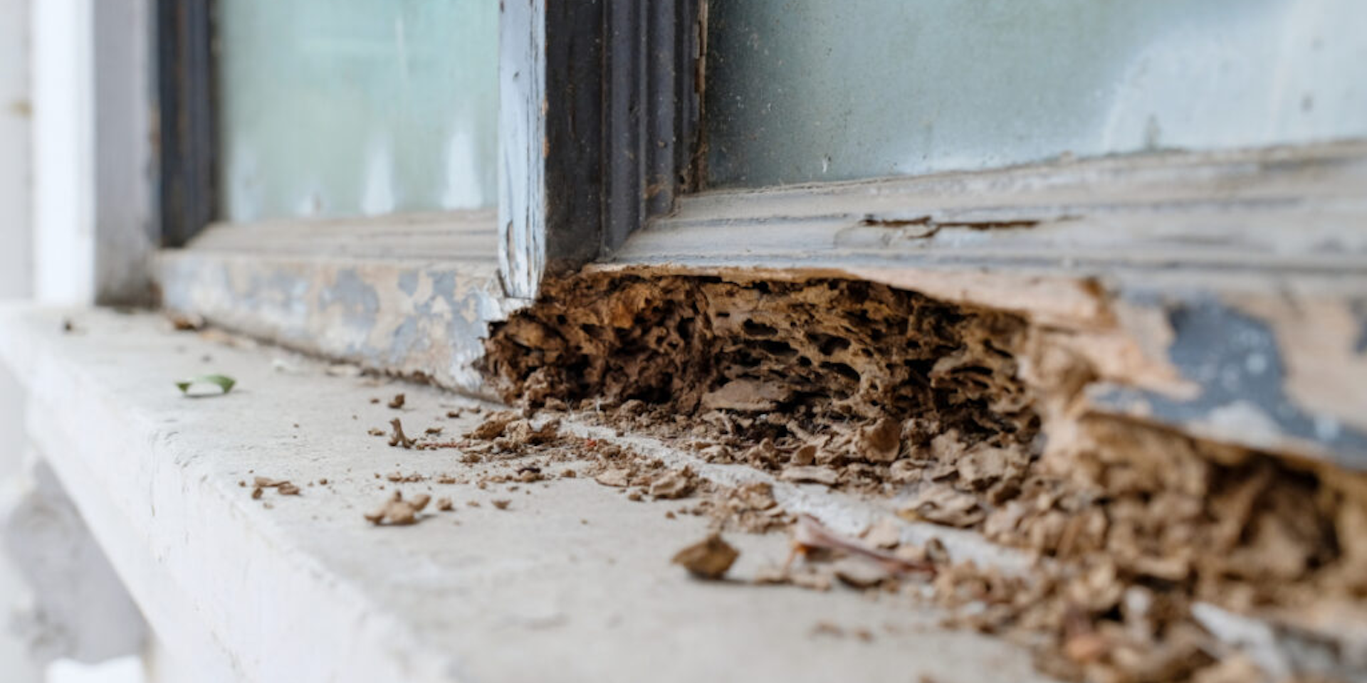 10 Signs You May Have Termites on Your PA or NJ Property