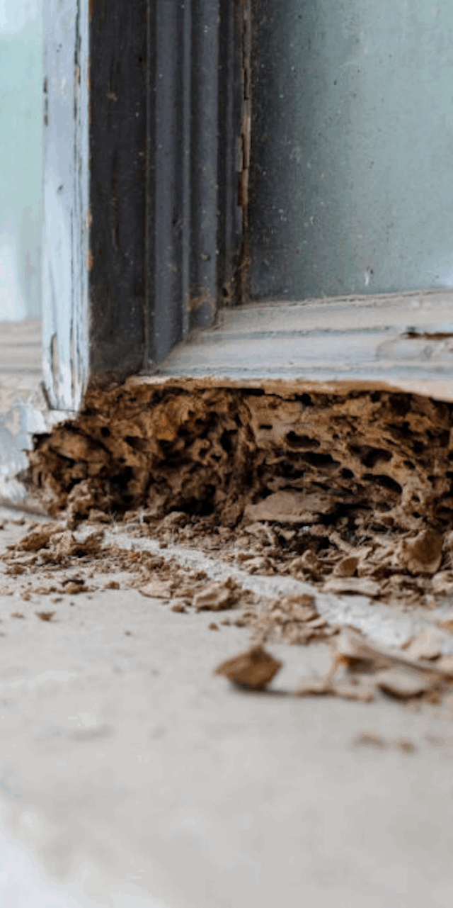 Termites often make clicking sounds when chewing through wood