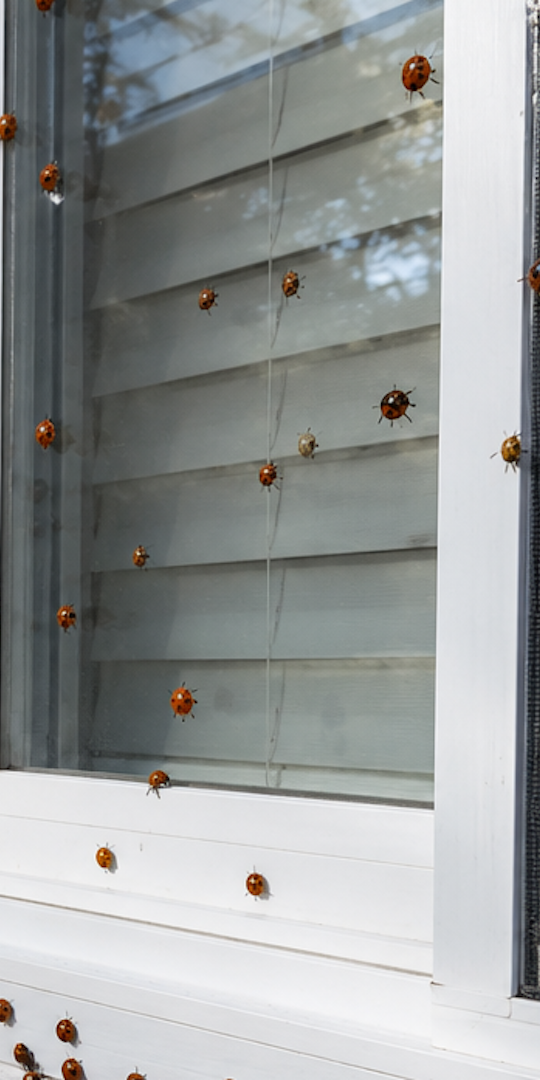How to Keep Ladybugs & Asian Lady Beetles Away in NJ & PA -2