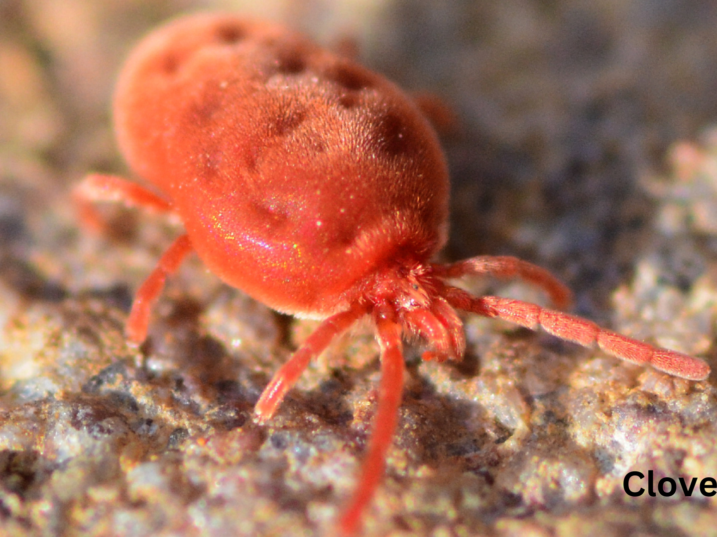 Clover mites are typically found outside of homes with lawns