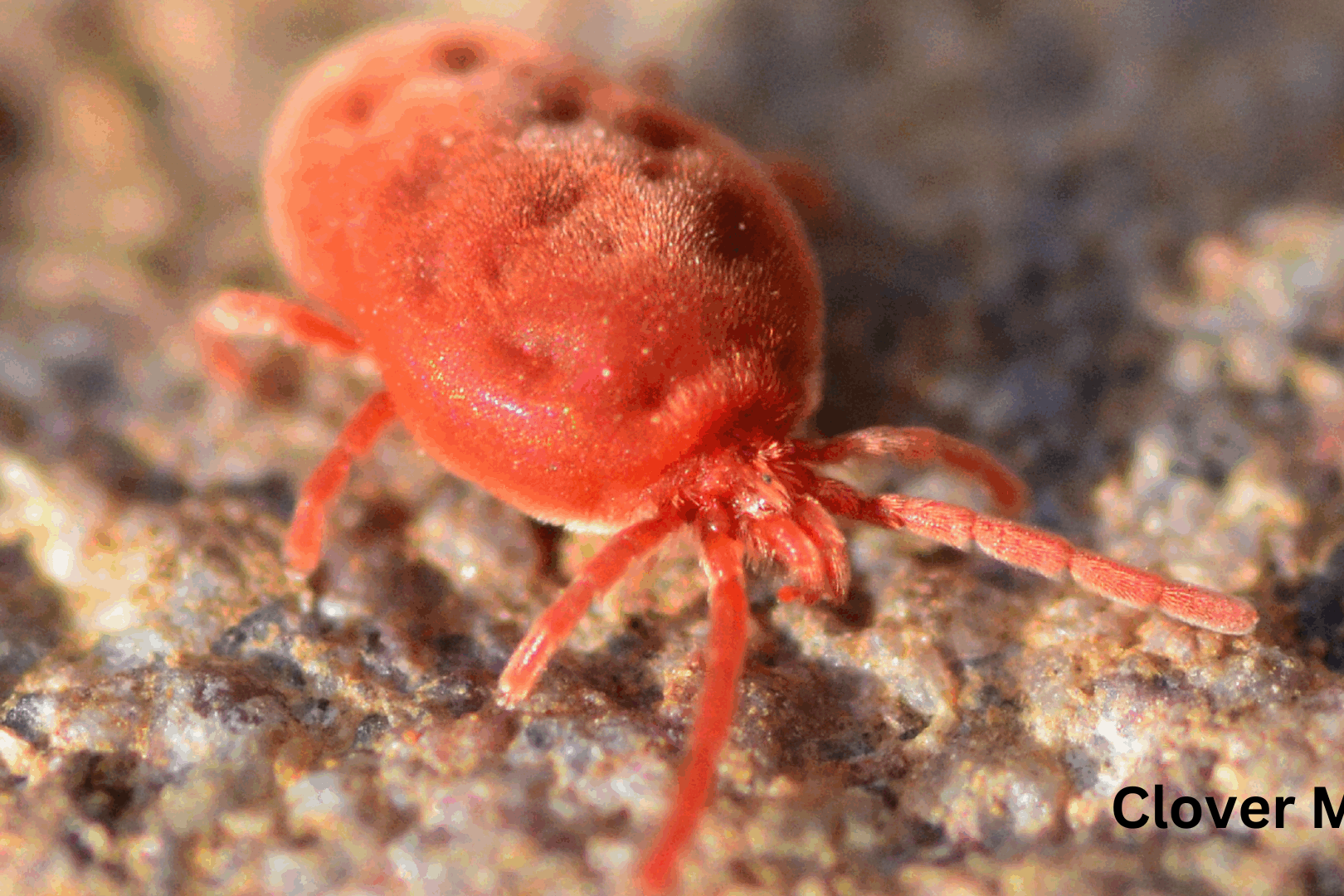 Clover mites are typically found outside of homes with lawns