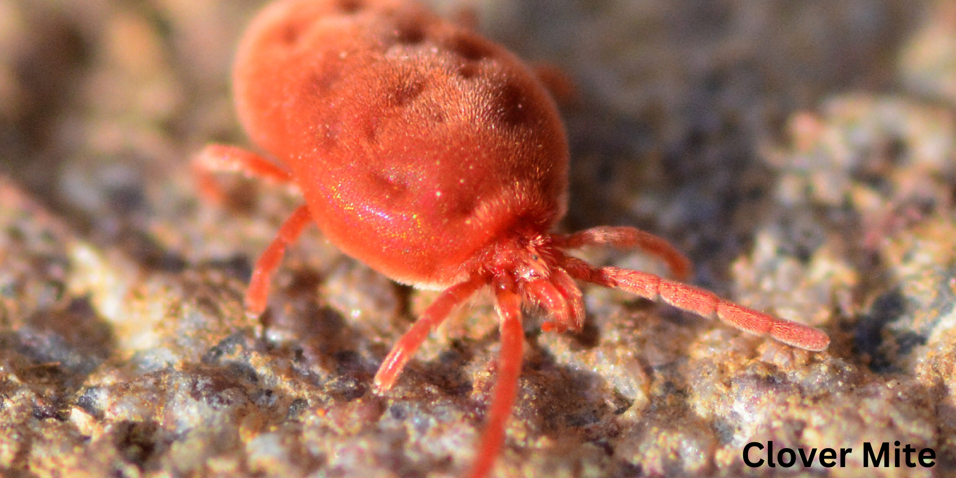Are Clover Mites in PA and NJ Dangerous?