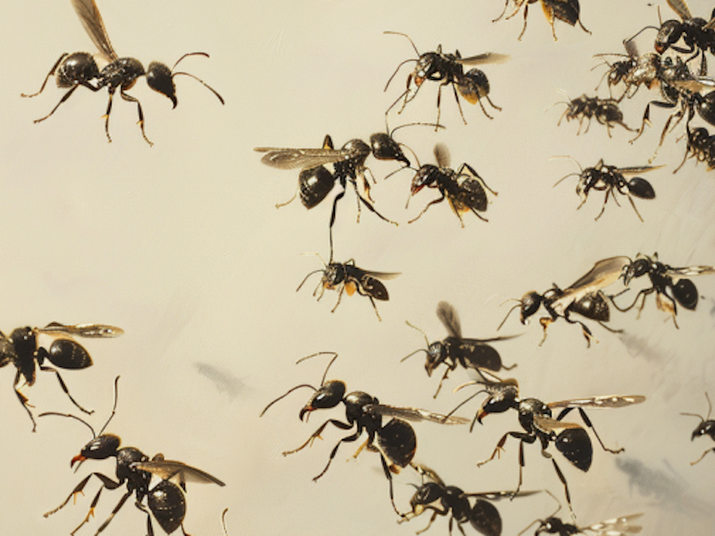 Flying ants are sexually mature ants with wings