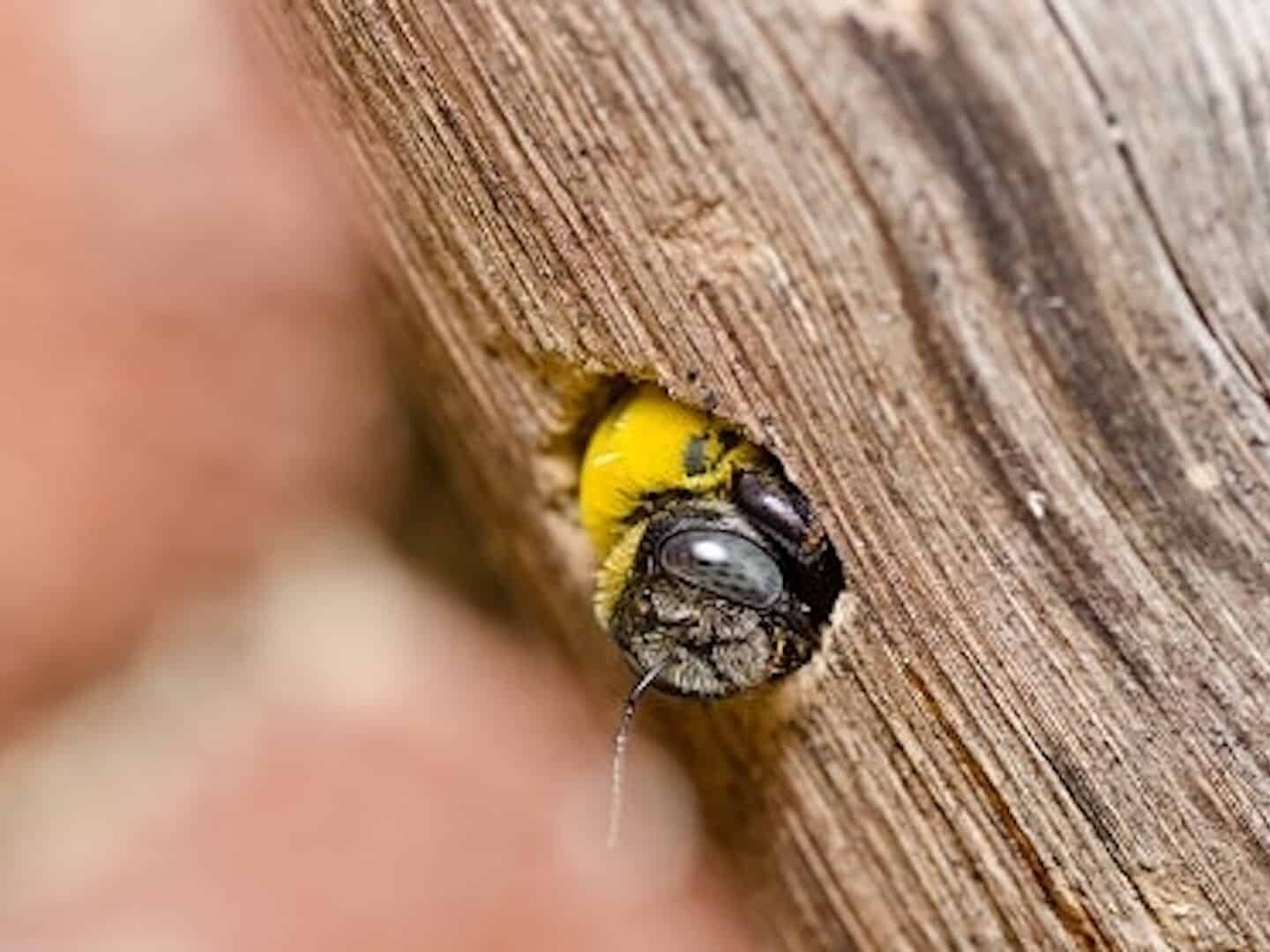 Carpenter bees are some of our most beneficial pollinators