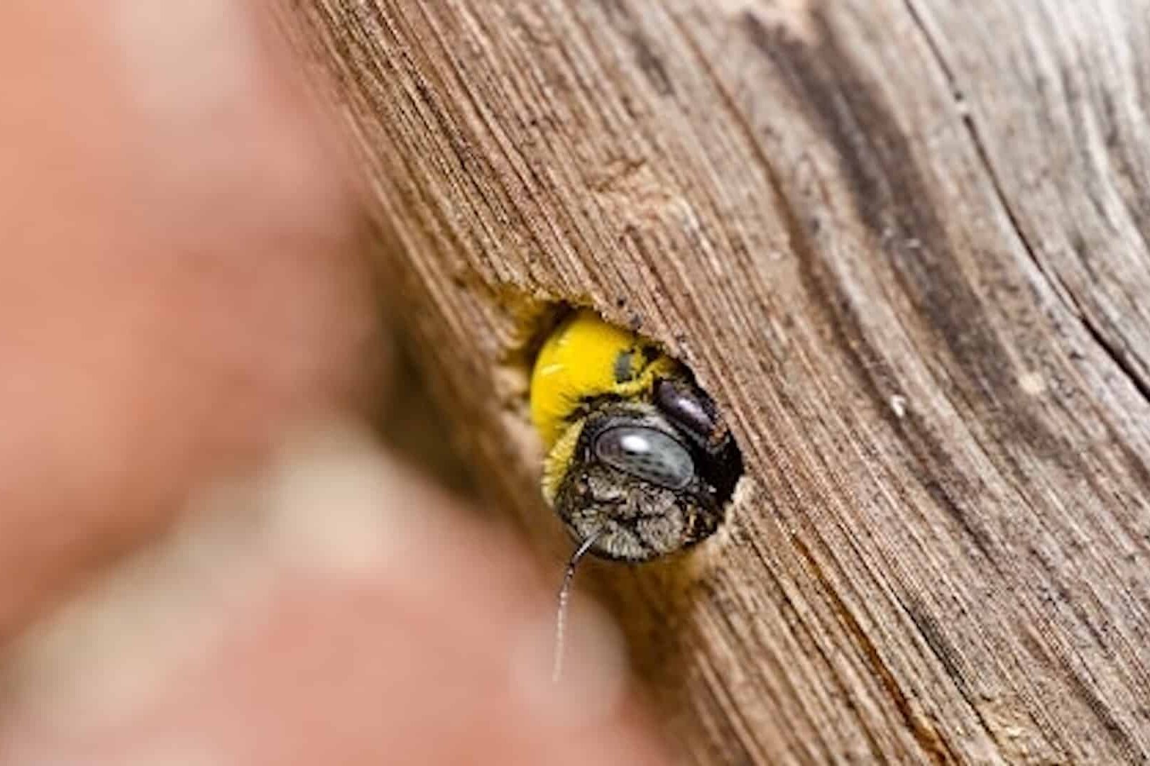 Carpenter bees are some of our most beneficial pollinators