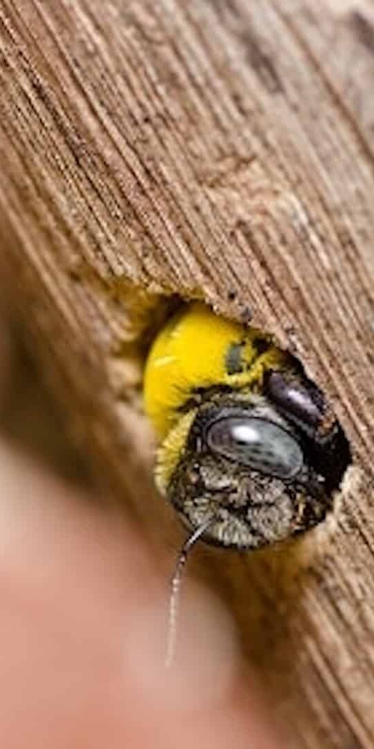 Carpenter bees are some of our most beneficial pollinators