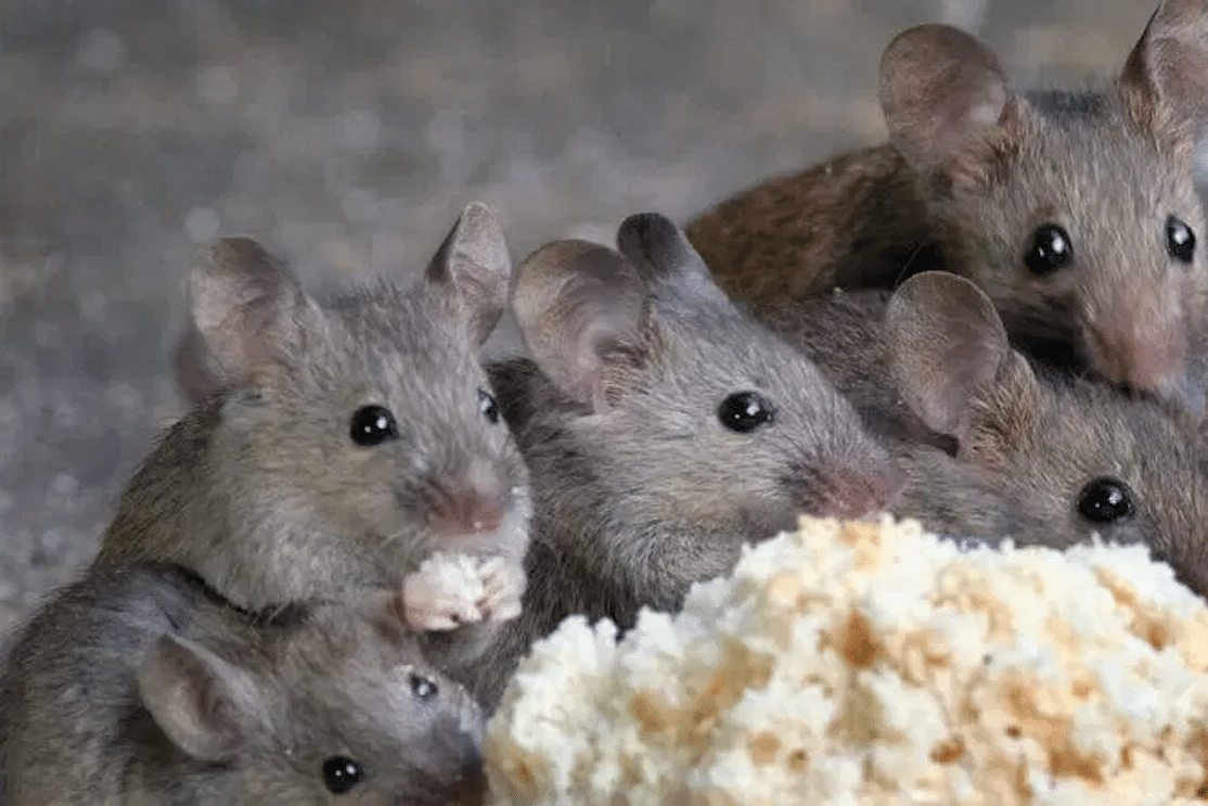 spotting one mouse typically indicates that there are more living in your home.