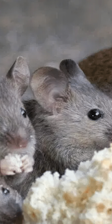 spotting one mouse typically indicates that there are more living in your home.