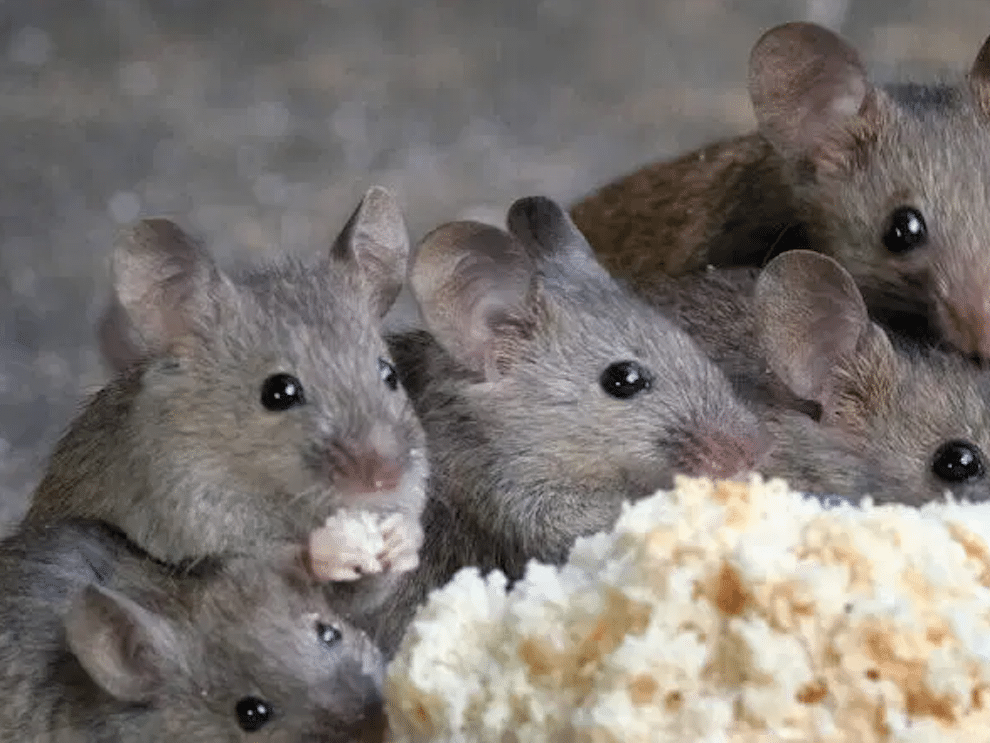 spotting one mouse typically indicates that there are more living in your home.