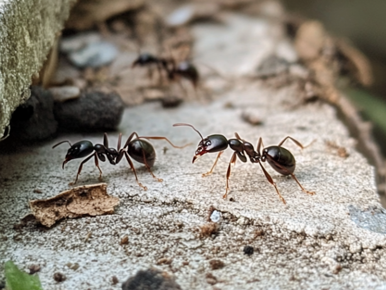 Ants are some of the most common household pests in Pennsylvania