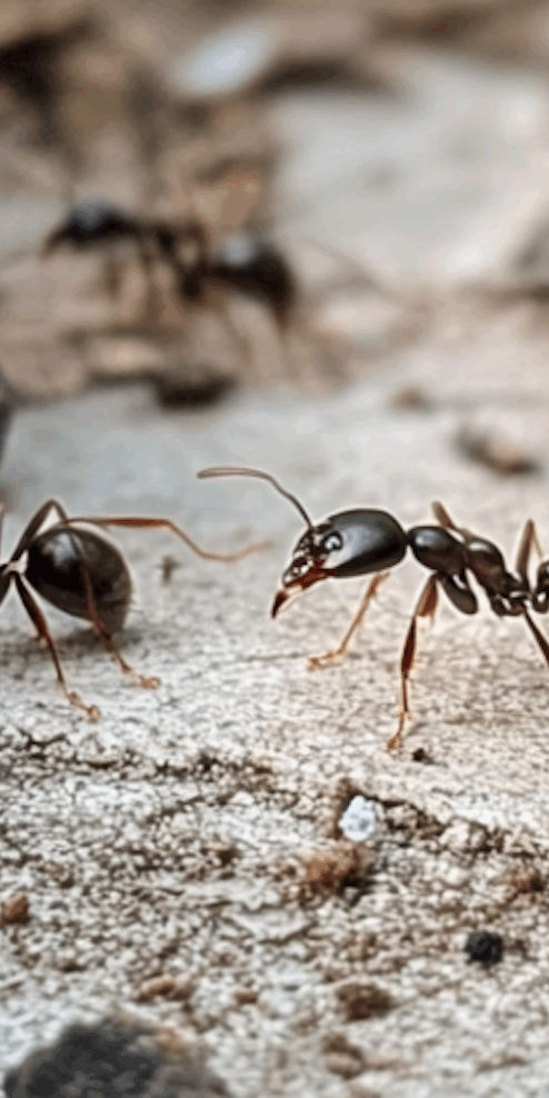 Ants are some of the most common household pests in Pennsylvania